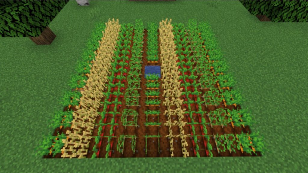 Planting Crops in Alternative Rows 