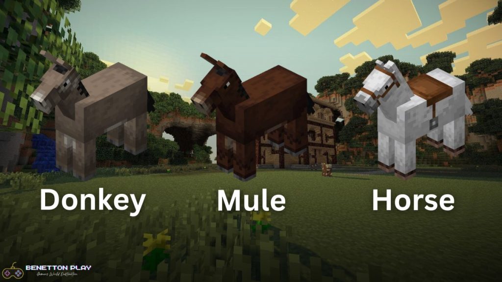 Donkey, Mule & Horse