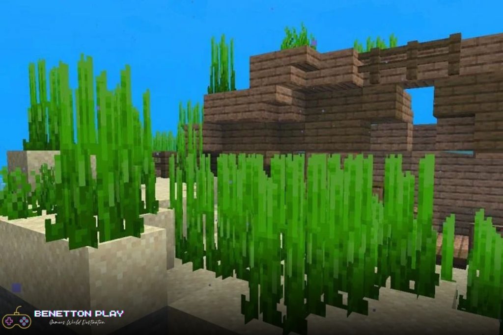 Minecraft Seagrass